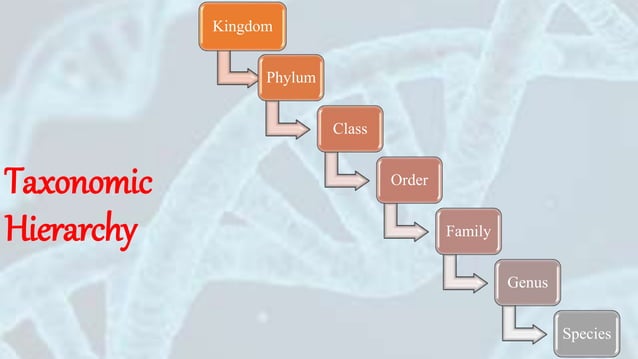 Class 11 Chapter 1 The Living World | PPTX | Biological Sciences | Science