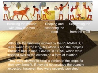 >> 0 >> 1 >> 2 >> 3 >> 4 >>
Breaking the ground
with plow and hoe
Reaping and
scattering the
seed
Separating the
grain
from the chaff
Although the land was worked by the PEASANTS, it
was owned by the king, his officials and the temples.
Farmers had to meet GRAIN QUOTAS, which were
handed over to the owners as a form of taxation.
They were allowed to keep a portion of the crops for
their own benefit. If they did not produce the quantity
expected, however, they were severely punished.
 