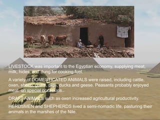 >> 0 >> 1 >> 2 >> 3 >> 4 >>
LIVESTOCK was important to the Egyptian economy, supplying meat,
milk, hides, and dung for cooking fuel.
A variety of DOMESTICATED ANIMALS were raised, including cattle,
oxen, sheep, goats, pigs, ducks and geese. Peasants probably enjoyed
meat on special occasions..
DRAFT ANIMALS such as oxen increased agricultural productivity.
HERDSMEN and SHEPHERDS lived a semi-nomadic life, pasturing their
animals in the marshes of the Nile.
 