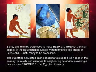 >> 0 >> 1 >> 2 >> 3 >> 4 >>
Barley and emmer, were used to make BEER and BREAD, the main
staples of the Egyptian diet. Grains were harvested and stored in
GRANARIES until ready to be processed.
The quantities harvested each season far exceeded the needs of the
country, so much was exported to neighboring countries, providing a
rich source of INCOME for the Egyptian treasury
 