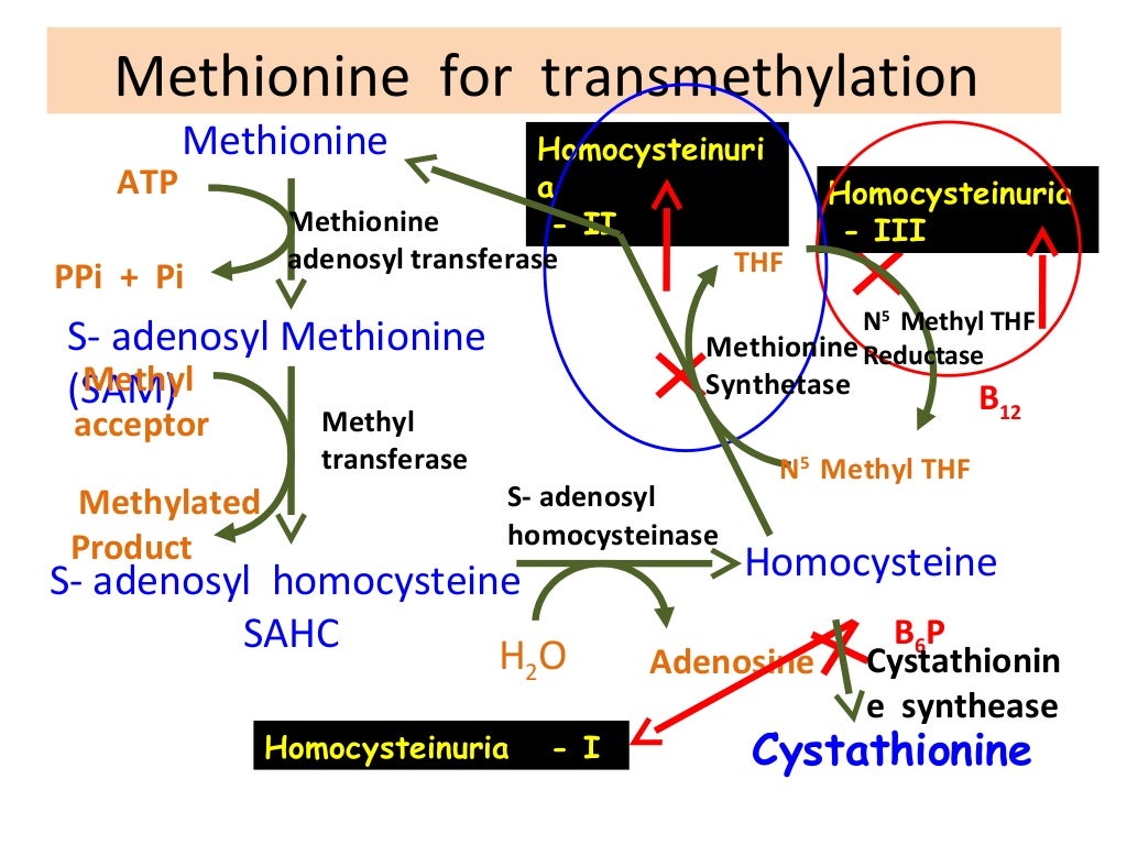 Sulphur containing amino acids metabolism