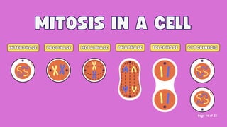 Class 11th Ncert Cbse Neet BIOLOGY CELL CYCLE AND CELL DIVISION.pdf