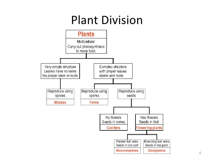 Plant Divisions Chart