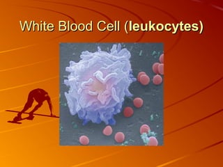 White Blood Cell (leukocytes)

 