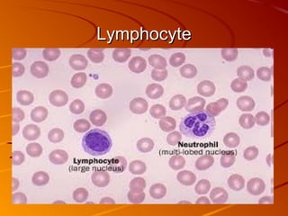 Lymphocyte

 