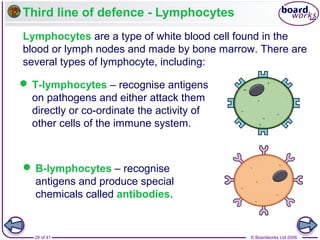 Third line of defence - Lymphocytes
Lymphocytes are a type of white blood cell found in the
blood or lymph nodes and made by bone marrow. There are
several types of lymphocyte, including:
 T-lymphocytes – recognise antigens
on pathogens and either attack them
directly or co-ordinate the activity of
other cells of the immune system.

 B-lymphocytes – recognise
antigens and produce special
chemicals called antibodies.

28 of 41

© Boardworks Ltd 2006

 