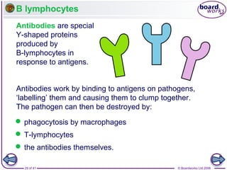 B lymphocytes
Antibodies are special
Y-shaped proteins
produced by
B-lymphocytes in
response to antigens.
Antibodies work by binding to antigens on pathogens,
‘labelling’ them and causing them to clump together.
The pathogen can then be destroyed by:
 phagocytosis by macrophages
 T-lymphocytes
 the antibodies themselves.
29 of 41

© Boardworks Ltd 2006

 