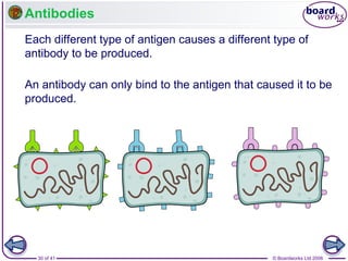Antibodies
Each different type of antigen causes a different type of
antibody to be produced.
An antibody can only bind to the antigen that caused it to be
produced.

30 of 41

© Boardworks Ltd 2006

 