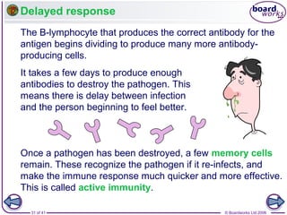 Delayed response
The B-lymphocyte that produces the correct antibody for the
antigen begins dividing to produce many more antibodyproducing cells.
It takes a few days to produce enough
antibodies to destroy the pathogen. This
means there is delay between infection
and the person beginning to feel better.

Once a pathogen has been destroyed, a few memory cells
remain. These recognize the pathogen if it re-infects, and
make the immune response much quicker and more effective.
This is called active immunity.
31 of 41

© Boardworks Ltd 2006

 