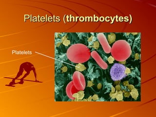 Platelets (thrombocytes)

Platelets

 