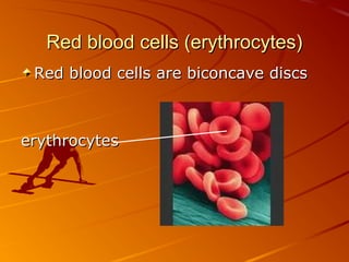 Red blood cells (erythrocytes)
Red blood cells are biconcave discs

erythrocytes

 