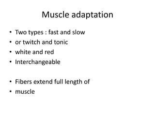 Muscle adaptationTwo types : fast and slowor twitch and tonicwhite and redInterchangeableFibers extend full length of muscle