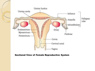 Sectional View of Female Reproductive System
 