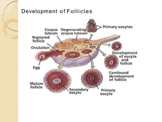 Oogenesis.
The process of formation of haploid
femalegameteovum in the follicles of
ovary is called oogenesis.
Oogenesis s...