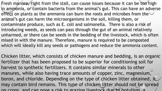 Fresh manure, right from the stall, can cause issues because it can be too high
in ammonia, or contain bacteria from the animal’s gut. This can have an adverse
effect on plants as the ammonia can burn the roots and microbes from the
animal’s gut can harm the microorganisms in the soil, killing them, or
contaminate produce, such as E. coli and salmonella. There is also a risk of
introducing weeds, as seeds can pass through the gut of an animal relatively
unharmed, or there can be seeds in the bedding of the livestock, which is often
mixed in with the manure. Therefore, manure is required to be composted
which will ideally kill any seeds or pathogens and reduce the ammonia content.
Chicken litter, which consists of chicken manure and bedding, is an organic
fertilizer that has been proposed to be superior for conditioning soil for
harvest to synthetic fertilizers. It contains similar minerals to other
manures, while also having trace amounts of copper, zinc, magnesium,
boron, and chloride. Depending on the type of chicken litter obtained, it
may contain bird remains. This type of chicken litter should not be spread
 