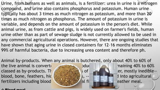 Urine, from humans as well as animals, is a fertilizer: urea in urine is a nitrogen
compound, and urine also contains phosphorus and potassium. Human urine
typically has about 3 times as much nitrogen as potassium, and more than 20
times as much nitrogen as phosphorus. The amount of potassium in urine is
variable, and depends on the amount of potassium in the person's diet. While
animal urine, as from cattle and pigs, is widely used on farmer's fields, human
urine other than as part of sewage sludge is not currently allowed to be used in
any commercial agricultural operations. However, there are ongoing studies that
have shown that aging urine in closed containers for 12–16 months eliminates
99% of harmful bacteria, due to increasing urea content and therefore ph.
Animal by-products. When any animal is butchered, only about 40% to 60% of
the live animal is converted to market product, with the remaining 40% to 60%
classed as by-products. These by products of animal slaughter, mostly inedible—
blood, bone, feathers, hides, hoofs, horns, -- can be refined into agricultural
fertilizers including blood meal, bone meal fish meal, and feather meal.
 