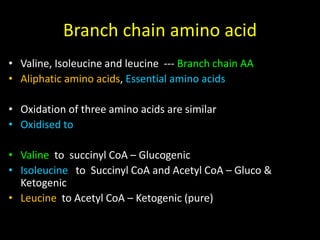 Branched Chain Amino Acids