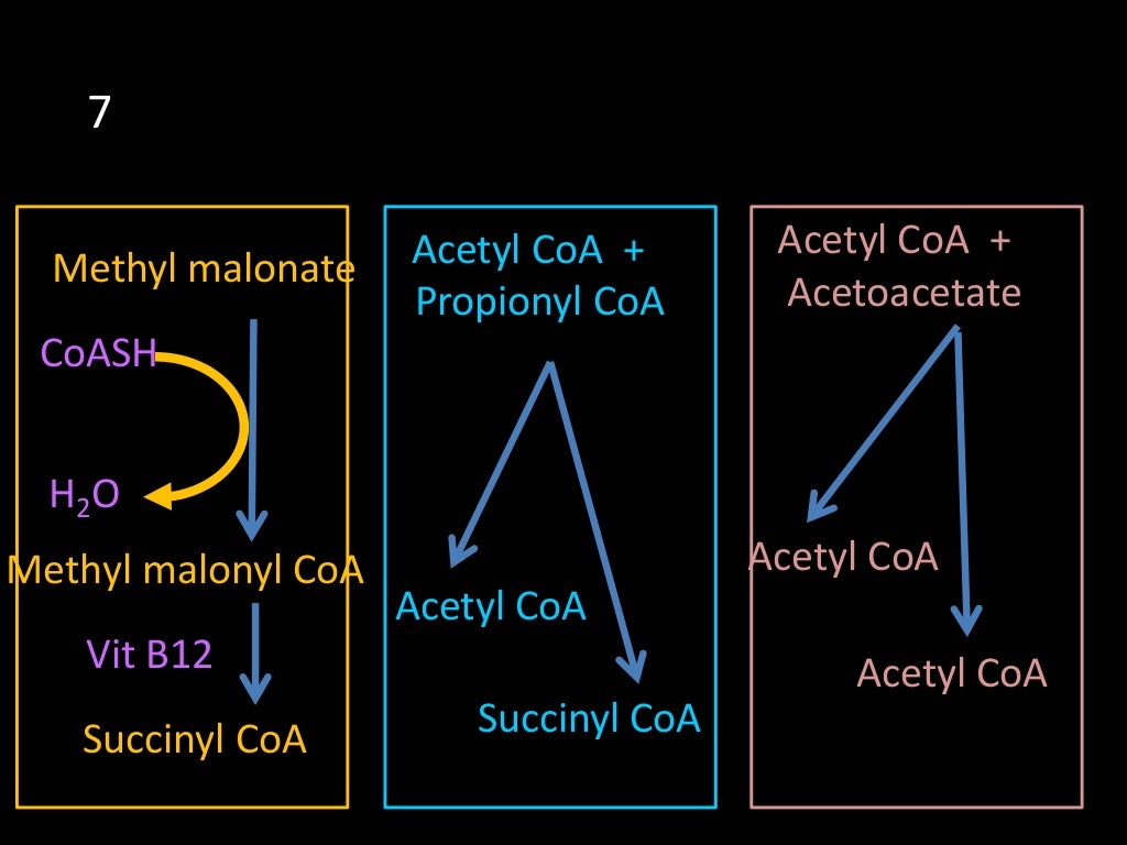 Branch chain Amino Acid Metabolism