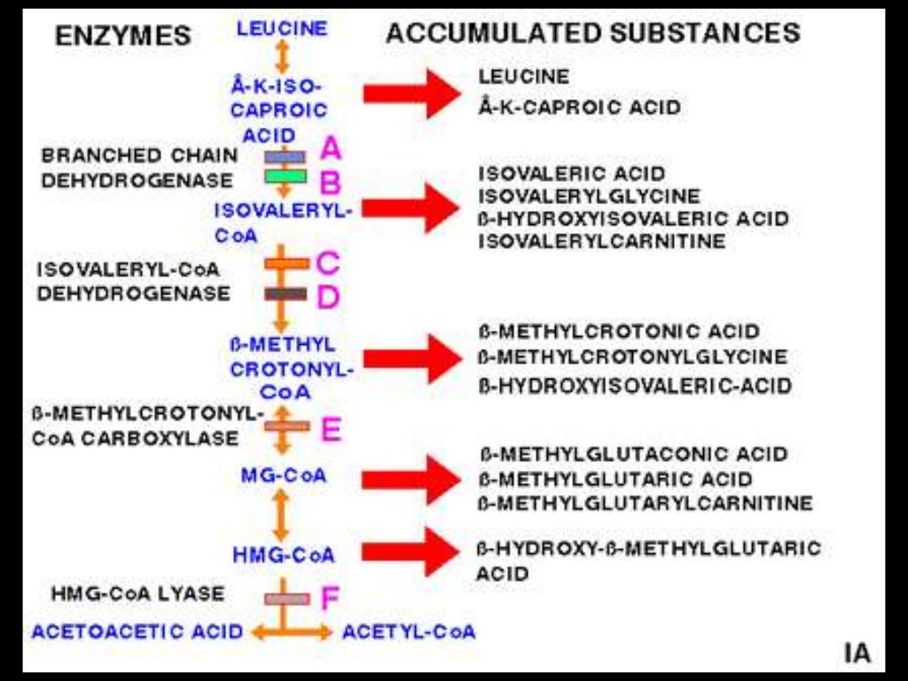 Branch chain Amino Acid Metabolism