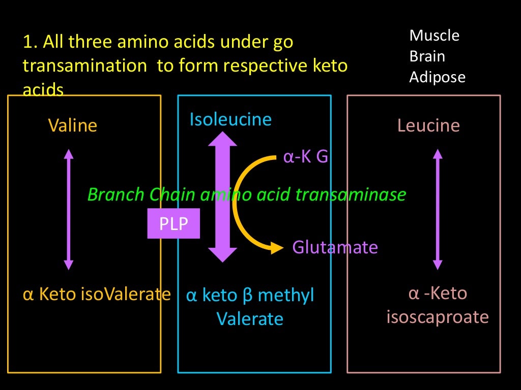 Branch chain Amino Acid Metabolism