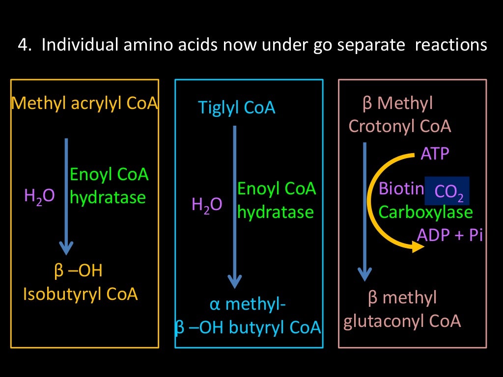 Branch chain Amino Acid Metabolism