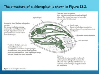 class 1 2 chloroplast structure and function and light dependent ...