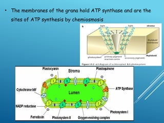 Grana Function class 1 2 chloroplast structure and function and light dependent ...