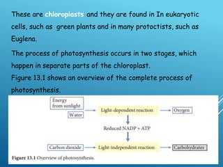 class 1 2 chloroplast structure and function and light dependent ...