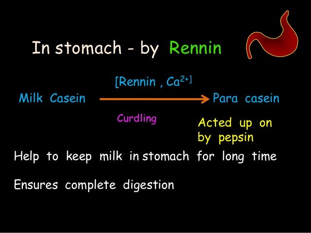Digestion protein, absorption amino acid and amino acid pool protein digestion diagram 
