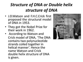 Structure of DNA or Double helix
structure of DNA
• J.D.Watson and F.H.C.Crick first
proposed the structural model
of DNA in 1953.
• They got the Nobel Prize for
their work in 1962.
• According to Watson and
Crick model of DNA, ‘The DNA
contains two polynucleotide
strands coiled together in
helical manner’. Hence the
name Watson and Crick
double helix structure of DNA
is given.
 