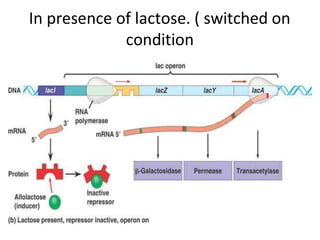 In presence of lactose. ( switched on
condition
 