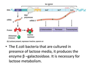• The E.coli bacteria that are cultured in
presence of lactose media, it produces the
enzyme β –galactosidase. It is necessary for
lactose metabolism.
 