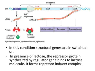 • In this condition structural genes are in switched
on.
• In presence of lactose, the repressor protein
synthesized by regulator gene binds to lactose
molecule. It forms repressor inducer complex.
 