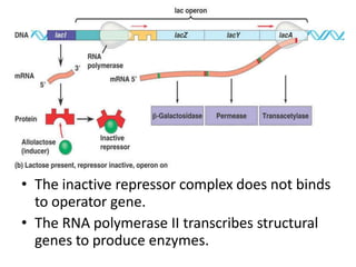 • The inactive repressor complex does not binds
to operator gene.
• The RNA polymerase II transcribes structural
genes to produce enzymes.
 