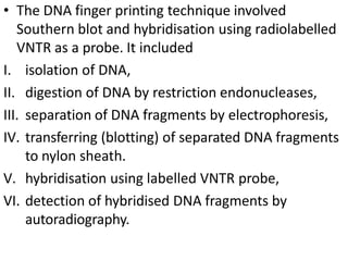 • The DNA finger printing technique involved
Southern blot and hybridisation using radiolabelled
VNTR as a probe. It included
I. isolation of DNA,
II. digestion of DNA by restriction endonucleases,
III. separation of DNA fragments by electrophoresis,
IV. transferring (blotting) of separated DNA fragments
to nylon sheath.
V. hybridisation using labelled VNTR probe,
VI. detection of hybridised DNA fragments by
autoradiography.
 
