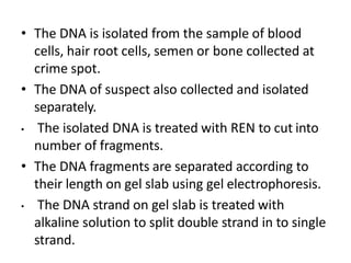 • The DNA is isolated from the sample of blood
cells, hair root cells, semen or bone collected at
crime spot.
• The DNA of suspect also collected and isolated
separately.
• The isolated DNA is treated with REN to cut into
number of fragments.
• The DNA fragments are separated according to
their length on gel slab using gel electrophoresis.
• The DNA strand on gel slab is treated with
alkaline solution to split double strand in to single
strand.
 
