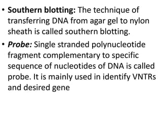 • Southern blotting: The technique of
transferring DNA from agar gel to nylon
sheath is called southern blotting.
• Probe: Single stranded polynucleotide
fragment complementary to specific
sequence of nucleotides of DNA is called
probe. It is mainly used in identify VNTRs
and desired gene
 