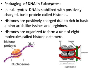 • Packaging of DNA in Eukaryotes:
• In eukaryotes DNA is stabilized with positively
charged, basic protein called Histones.
• Histones are positively charged due to rich in basic
amino acids like Lysines and arginines.
• Histones are organized to form a unit of eight
molecules called histone octamere.
 
