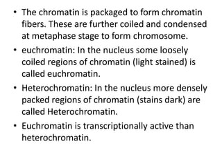 • The chromatin is packaged to form chromatin
fibers. These are further coiled and condensed
at metaphase stage to form chromosome.
• euchromatin: In the nucleus some loosely
coiled regions of chromatin (light stained) is
called euchromatin.
• Heterochromatin: In the nucleus more densely
packed regions of chromatin (stains dark) are
called Heterochromatin.
• Euchromatin is transcriptionally active than
heterochromatin.
 