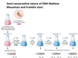 Semi conservative nature of DNA Mathew
Messelson and Franklin start.
 