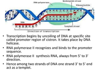 • Transcription begins by uncoiling of DNA at specific site
called promoter region of cistron. It takes place by DNA
helicase.
• RNA polymerase II recognizes and binds to the promoter
sequence.
• RNA polymerase II synthesis RNA, always from 5’ to 3’
direction.
• Hence among two strands of DNA one strand 3’ to 5’ end
act as a templet.
 