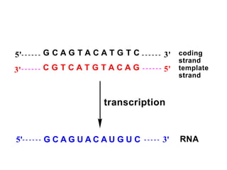 5'
3'
G C A G T A C A T G T C
C G T C A T G T A C A G
3'
5'
coding
strand
template
strand
transcription
RNAG C A G U A C A U G U C5' 3'
 