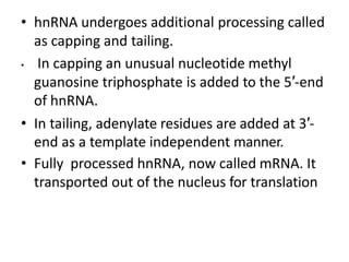 • hnRNA undergoes additional processing called
as capping and tailing.
• In capping an unusual nucleotide methyl
guanosine triphosphate is added to the 5′-end
of hnRNA.
• In tailing, adenylate residues are added at 3′-
end as a template independent manner.
• Fully processed hnRNA, now called mRNA. It
transported out of the nucleus for translation
 