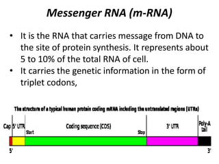 Messenger RNA (m-RNA)
• It is the RNA that carries message from DNA to
the site of protein synthesis. It represents about
5 to 10% of the total RNA of cell.
• It carries the genetic information in the form of
triplet codons,
 