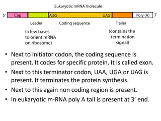 • Next to initiator codon, the coding sequence is
present. It codes for specific protein. It is called exon.
• Next to this terminator codon, UAA, UGA or UAG is
present. It terminates the protein synthesis.
• Next to this again non coding region is present.
• In eukaryotic m-RNA poly A tail is present at 3’ end.
 