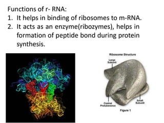 Functions of r- RNA:
1. It helps in binding of ribosomes to m-RNA.
2. It acts as an enzyme(ribozymes), helps in
formation of peptide bond during protein
synthesis.
 