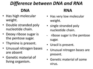 Difference between DNA and RNA
DNA
• Has high molecular
weight.
• Double stranded poly
nucleotide chain.
• Deoxy ribose sugar is
the pentose sugar.
• Thymine is present.
• Unusual nitrogen bases
are absent
• Genetic material of
living organism.
RNA
• Has very low molecular
weight.
• single stranded poly
nucleotide chain.
• ribose sugar is the pentose
sugar.
• Uracil is present.
• Unusual nitrogen bases are
present.
• Genetic material of some
virus.
 