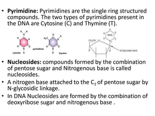 • Pyrimidine: Pyrimidines are the single ring structured
compounds. The two types of pyrimidines present in
the DNA are Cytosine (C) and Thymine (T).
• Nucleosides: compounds formed by the combination
of pentose sugar and Nitrogenous base is called
nucleosides.
• A nitrogen base attached to the C1 of pentose sugar by
N-glycosidic linkage.
• In DNA Nucleosides are formed by the combination of
deoxyribose sugar and nitrogenous base .
 