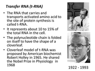Transfer RNA (t-RNA)
• The RNA that carries and
transports activated amino acid to
the site of protein synthesis is
called t-RNA.
• It represents about 10 to 15% of
the total RNA in the cell.
• The polynucleotide chain is folded
on itself to have the shape of a
cloverleaf.
• Cloverleaf model of t-RNA was
proposed by American biochemist
Robert Holley in 1965. He shared
the Nobel Prize in Physiology in
1968
1922 - 1993
 