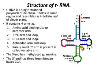 Structure of t- RNA.
• t- RNA is a single stranded
polynucleotide chain. It folds in some
region and resembles as trifoliate leaf
of clover plant.
• It contains 4 arms as,
1. Amino acid binding site or
acceptor arm.
2. T ѰC arm and loop.
3. DHU arm and loop.
4. Anticodon arm and loop.
5. Rarely small 5th arm is present is
called variable arm.
• The 5’end has methylated guanosine.
• The 3’ end has three free nitrogen
bases CCA.
 